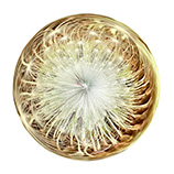 The print 'Inverse Dandelion'